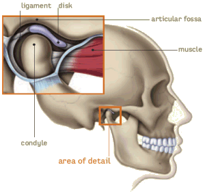 TMJ Anatomy